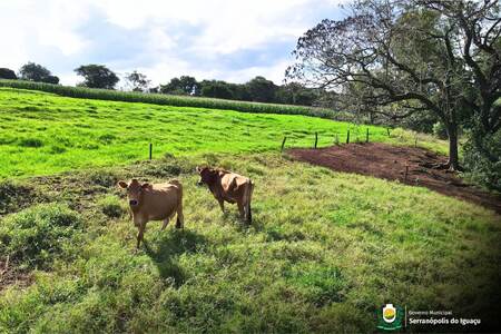 Produtores tem até 30 de junho para realizar a atualização de rebanhos 